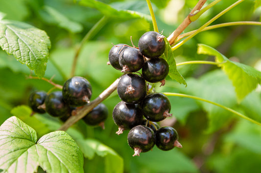 Plant medicine for human health – real, or a scam?