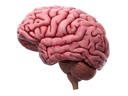 “The chief function of the body is to carry the brain around” - Thomas Edison