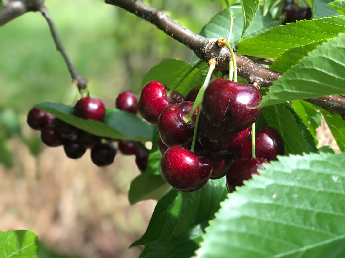 What types of fruit should I eat?