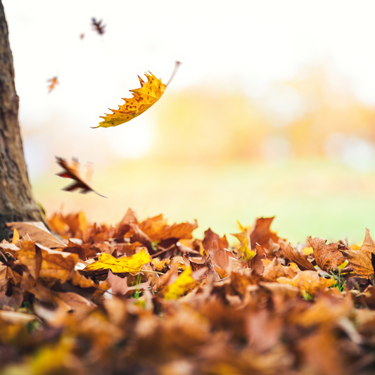 8 steps to reduce immunosenescence and inflammaging – Say what?
