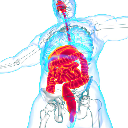 Improve your gut - improve your immunity!