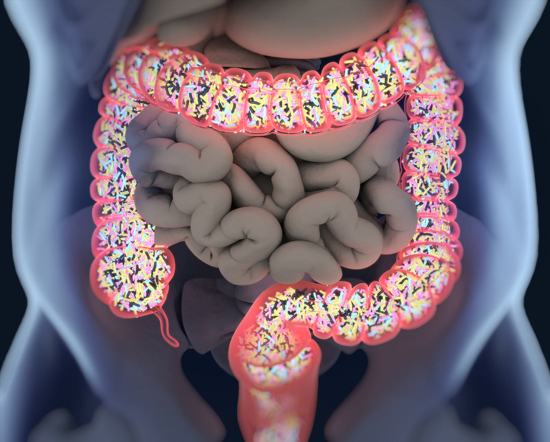Hippocrates hypothesised that all disease begins in the gut…