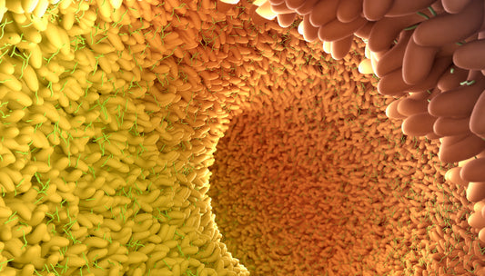 Gut-mediated immune response – Knowledge is power in boosting innate immunity