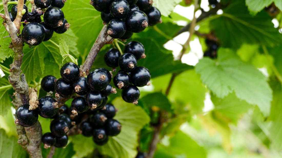 What does “Nature” mean in Health?
