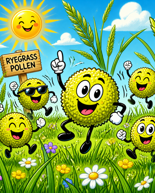 Ryegrass pollen, a common cause of spring hay fever