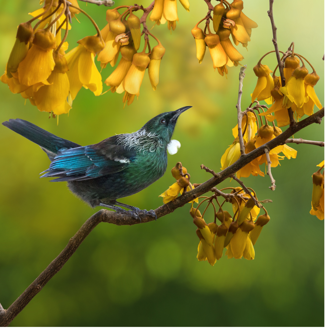 Helping the Sneeze of Pollen Season the Natural Way