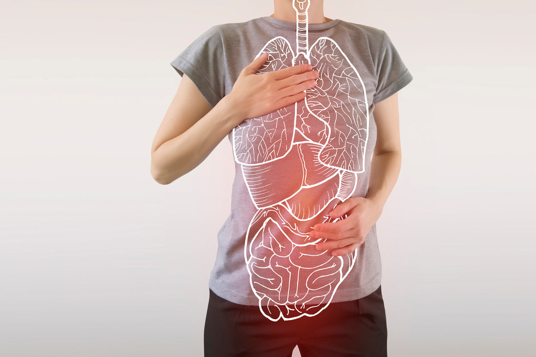 The Kingdoms Within & How they Impact our Health