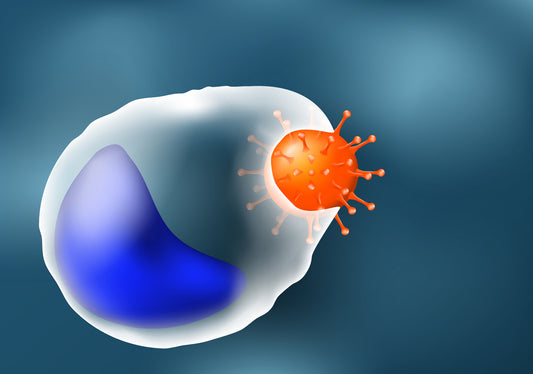A macrophage (type white blood cell) destroying an invading pathogen (phagocytosis)